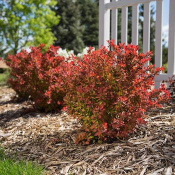 Toscana Barberry 2 Gallon