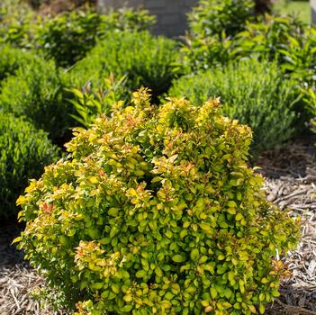 Limoncello Barberry 2 Gallon