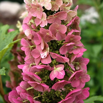 Jet Stream Hydrangea 2 Gallon