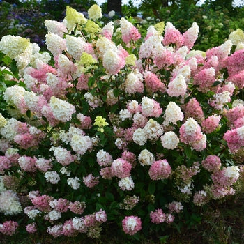 Strawberry Sundae Hydrangea 5 Gallon