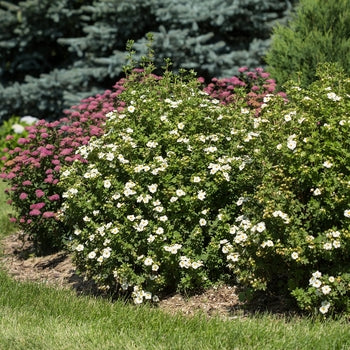 Potentilla-Creme Brulee - G2