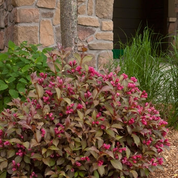 Weigela-Shining Sensation - G2