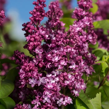 Lilac-Virtual Violet - G3