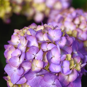 Bloom Struck Hydrangea 2 Gallon