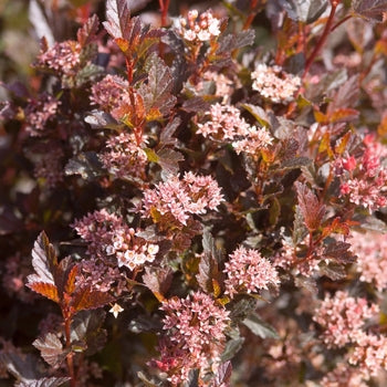 Ninebark-Little Devil - G2