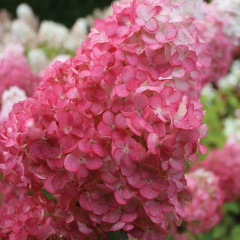 Vanilla Strawberry Hydrangea 5 Gallon