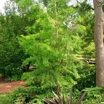 Bald Cypress-Shawne Brave - 2"