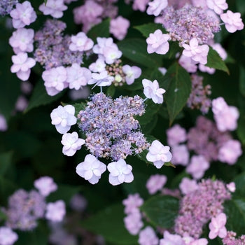 Tiny Tuff Stuff Hydrangea 3 Gallon