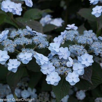 Tiny Tuff Stuff Hydrangea 3 Gallon