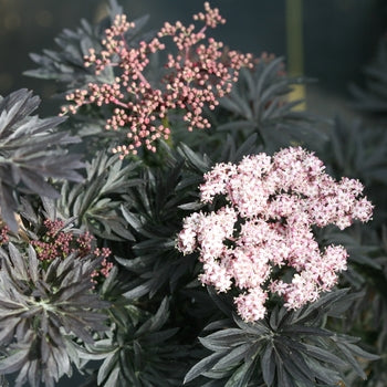 Laced Up Elderberry 2 Gallon