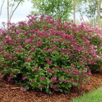 Lilac-Bl. Dark Purple - G2