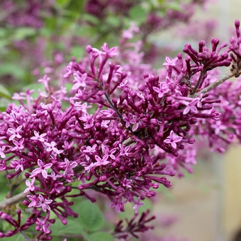 Lilac-Bl. Dark Purple - G2