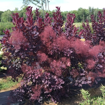 Smokebush-Winecraft - G3