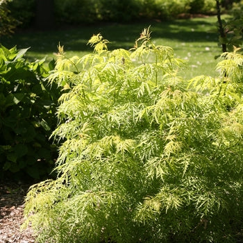 Lemony Lace Elderberry 3 Gallon