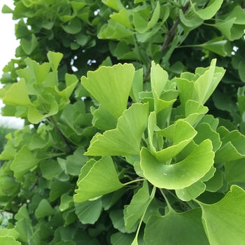 Ginkgo-Sky Tower - G15