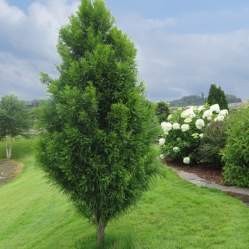 Bald Cypress-Lind. Skyward - G7