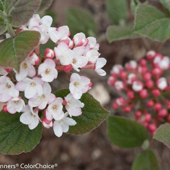 Viburnum-Spice Girl - G3