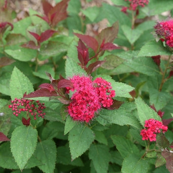 Spirea-D. Play Doozie - G2