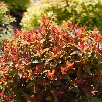 Spirea-D. Play Doozie - G2
