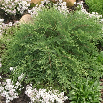 Cypress-Celtic Pride - G3