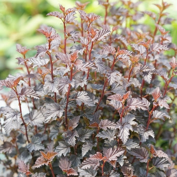 Ninebark-Summer Wine Black - G3