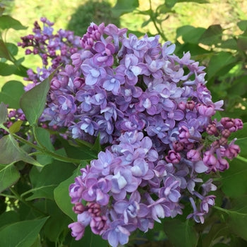 Lilac-Scentara Blue - G3