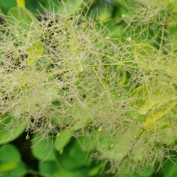 Smokebush-Winecraft Gold - G3