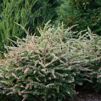Sequins Barberry 2 Gallon