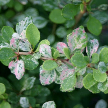 Sequins Barberry 2 Gallon