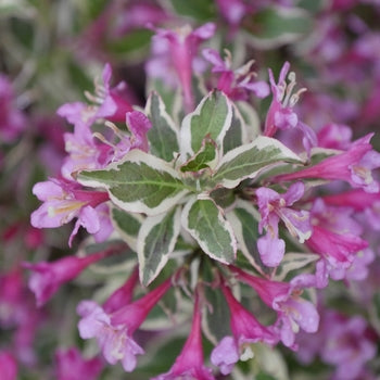 Weigela-Purple Effect - G2