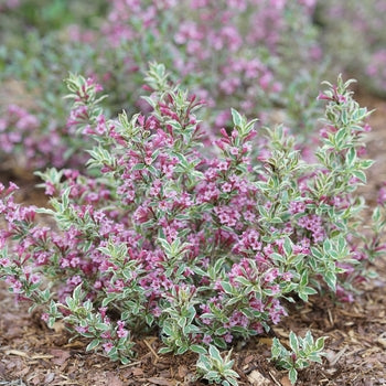 Weigela-Purple Effect - G2