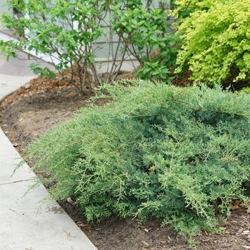 Montana Moss Juniper G3