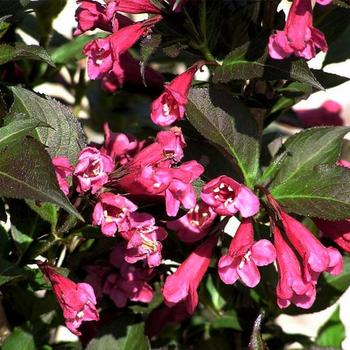 Weigela-Shining Sensation - G2