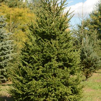Norway Spruce 5-6'