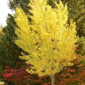 Ginkgo-Autumn Gold - 2"