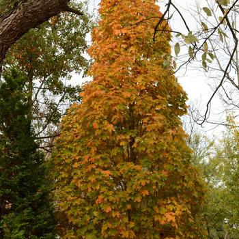 Maple-Apollo Sugar - 2"