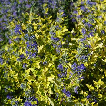 Beekeeper Caryopteris 2 Gallon