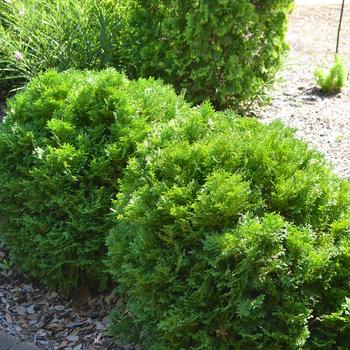 Mr. Bowling Ball Arborvitae 5 Gallon