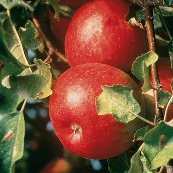 Cortland Apple Tree 5 Gallon