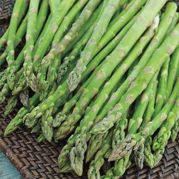 Jersey Knight Asparagus 1 Gallon