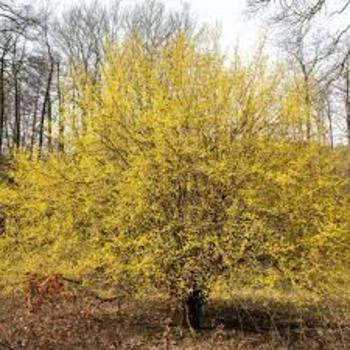 Golden Glory Dogwood 5-6'/b&b