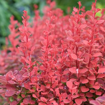 Orange Rocket Barberry 5 Gallon