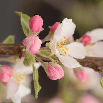 Cripps Pink Apple Tree 7 Gallon