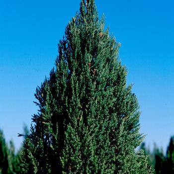 Blue Point Upright Juniper G3