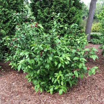 Sweetshrub-Simply Scent. - G3