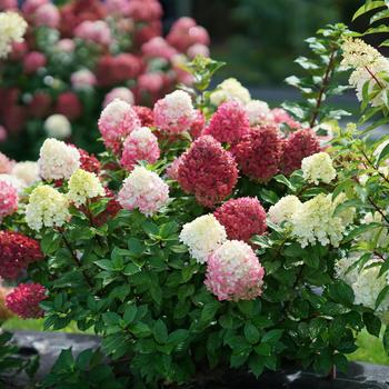 Little Lime Punch Hydrangea 3 Gallon