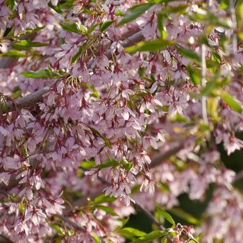 Cherry-Weeping Pink Showers G7