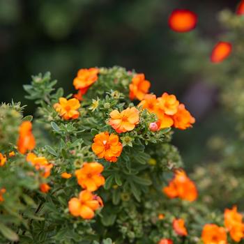 Potentilla-Marmalade - G2