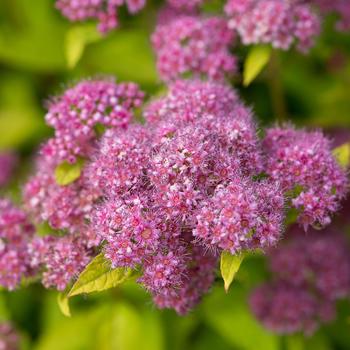 Spirea-Little Spark - G2