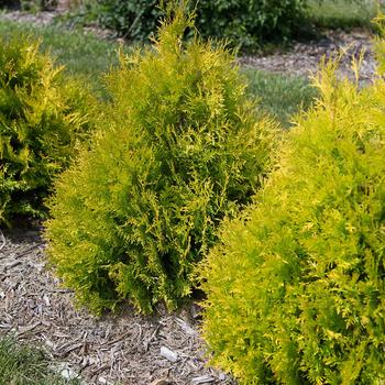 Lemon Burst Arborvitae 5 Gallon